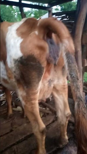 Cow Pooping video #pooping #cow #poop #animals #farming #pooptroop #bull #shorts #subscribe