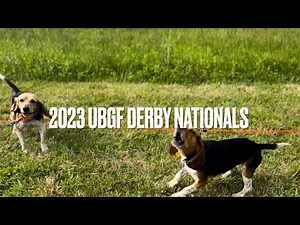 Beagle Field Trial/ UBGF Derby Nationals 2023