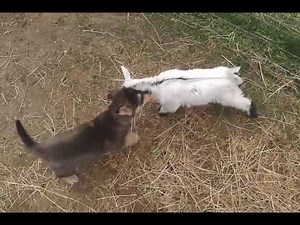 Adorable puppy vs baby goat duo; play time in the backyard homestead