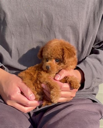 meet our micro mini poodle ❤️