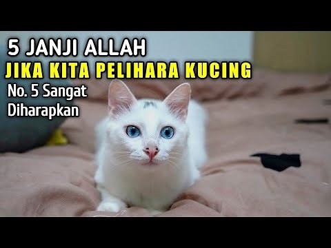 5 Janji Allah Bagi Yang Suka Memelihara Kucing | No. 5 Paling Diharapkan