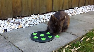Was können eure Kaninchen für Tricks? Unser Fotomodel Merle beherrscht das Snack Board aus widerstandsfähigem Kunststoff bereits im Schlaf und erwartet täglich neue Aufgaben. Hier findet ihr das Snack Board und andere tolle Artikel zum üben: https://www.trixie.de/heimtierbedarf/de/shop/Kleintier/Beschaeftigung2222/Training22/?card=58268 Wir sind gespannt auf Einblicke in euer Trick-Repertoire! Das TRIXIE-Team | TRIXIE Heimtierbedarf