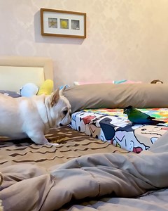 Cheeky French bulldog teases his parrot friend 😂 | MetDaan Animals