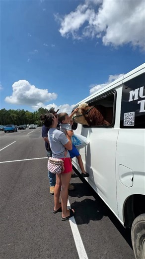 Moments Like This Are What Muffin Man The Bull Is All About #muffinmanthebull #farmtok #bull #cow