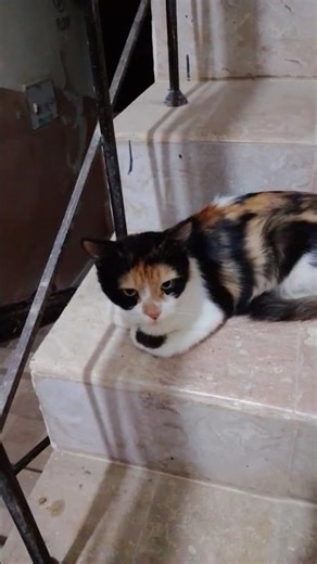 Cat Sitting on Stairs 👀✨ | Cute Cat Looking at the Camera | Real Kitty Moments