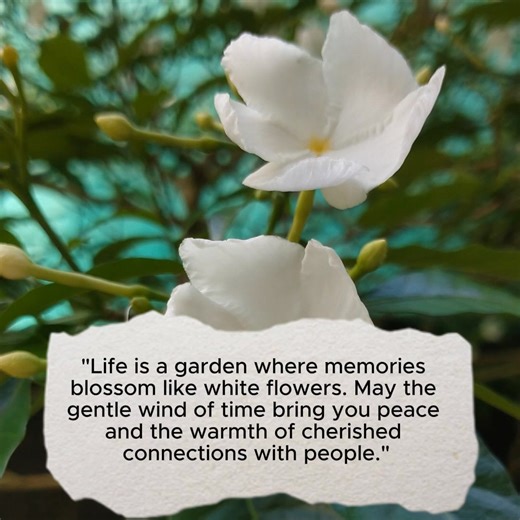 2.1K views · 34 reactions | White Flowers... #inspirationalquotes, #motivationalquotes, #lifelessons, #flowers | Astonishing | Facebook