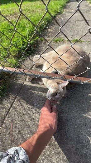 The question mark means a curious kitty.