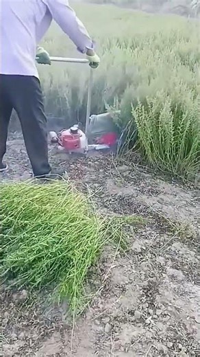 Reaping process of alfalfa with handheld cutter tools
