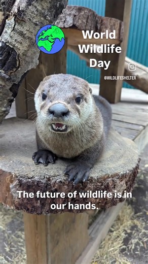 Wildlife is the one thing man cannot construct . Once it is gone , it is gone forever. -Joy Adamson- | Northern Lights Wildlife Society