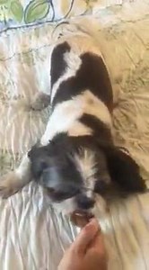 27K views · 77 reactions | Pancake the Dog wants you to LIKE this: CreAtive IDeA oF tHe dAy- Pancake the Dog loves to play! She calls her tugging game "pullsky"! What word could you invent for this game? What new game can you create with your pet? | Pancake the Dog's Guide to Creative Bliss | Facebook