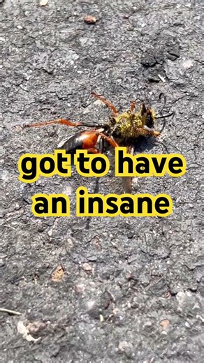 The Truth About Final Expense Telesales! #finalexpensetelesales #insuranceagenttraining #mindset