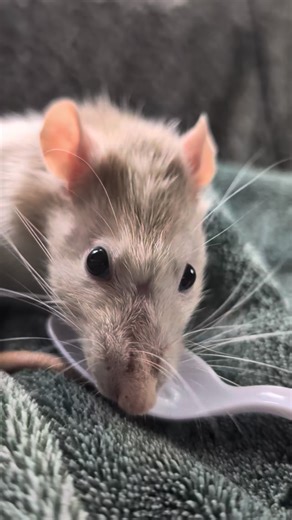 Chowder is nearly healed from his neuter, and in a couple more weeks we can try intros again. He's still pretty feisty when he smells the scents of the other rats in the common areas, so we know he needs a little more time for his hormones to settle. In other intro news, Hot Pocket and Pizza Bagel have moved in with Olivia, Seneca, Mouse, Mochi, Harvest and Squid in what are probably the easiest intros we have ever done. We've had a lot of hospital cages and Prevue 528s in use for a while now, a