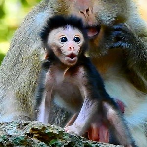 27K views · 597 reactions | New Born Baby monkey Just born 2 Days He Look To The World That See Something New Suspired | Entertainment Story | Facebook