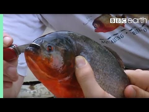 Holding a Red Bellied Piranha | Ultimate Killers | BBC Earth