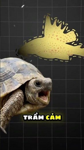 What are turtles most afraid of?