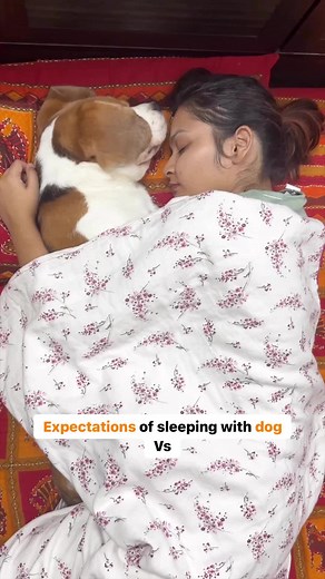 Heartwarming Story of a Beagle Puppy Sleeping with Dogs