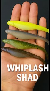 1.4K views · 29 shares | #WhiplashShad #BassFishing #Rigging How to...