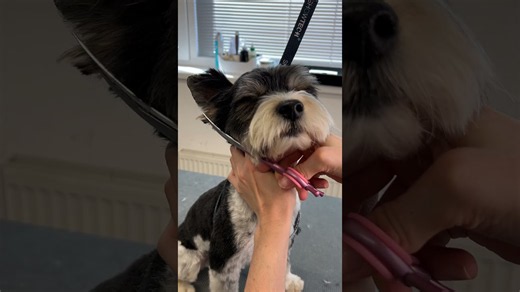 How to groom a small dog's face: Pro tips for a clean & adorable look