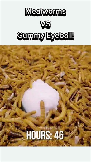 Can Mealworms Eat A Candy Eyeball? 😱 #shorts #mealworms #timelapse