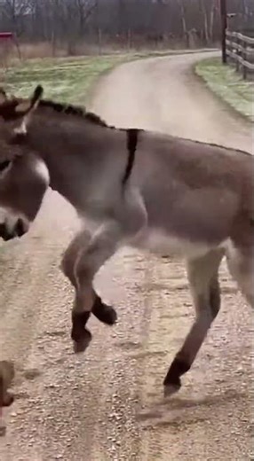 Donkey vs Dog Erupt Into Fury：🐕💥 Hooves Pound, Dust Whirls, Relentless Clash