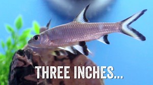 Ready to have a shark of your own? http://www.petsmart.com/live-pet/live-fish/bala-shark-15223.html | PetSmart