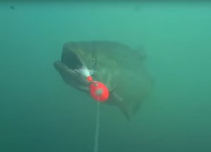 Video: Underwater Footage of Salmon Chasing Inline Spinner | OutdoorHub