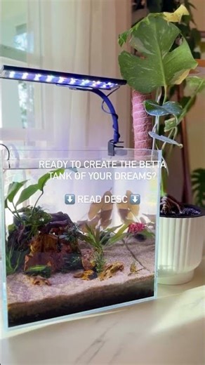 Ready to create the betta tank of your dreams? 🐠 ♥️