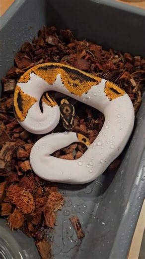 Beautiful Yellowbelly Pied DH Clown/Albino girl. #ballpython #hetflix #fyp #ballpythonsofinstagram