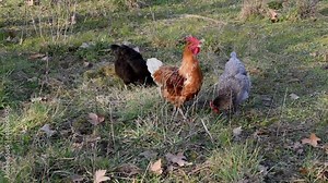 A crowing rooster and two chickens in the farm garden