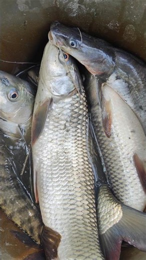 Very Big Fish & Small Fish Market #fishing #fishmarket #bigfishvideos #fishingvideo #fisingtime