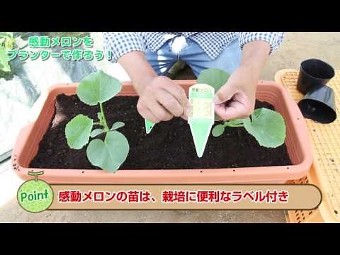 感動メロンをプランターで作ろう！（４）苗の植え付け・水やり