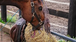 Beautiful Brown Horse Eating Fodder Hay from Net Feeder Hanging on Stable Paddock