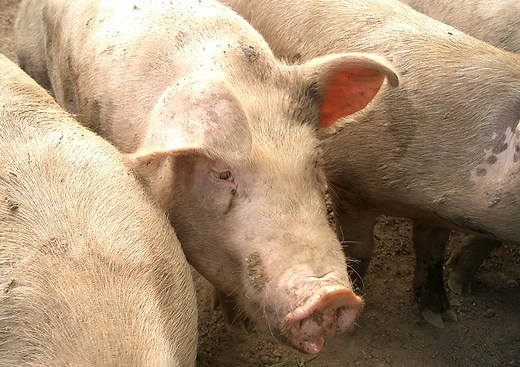 韓国の動物保護法| 畜産動物たちに希望を Hope For Animals｜鶏、豚、牛などのアニマルウェルフェア、ヴィーガンの情報サイト