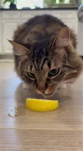 Dog & Cat Try Lemon Slice – Hilarious Reactions You Must See! 🍋😂 #Shorts #animals #cat #catshorts