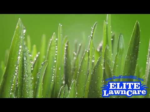 Why Is My Fescue Brown In The Winter?