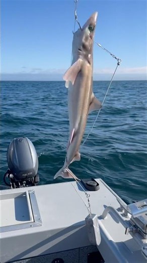 Did we get a cool looking Fish with blue eyes!