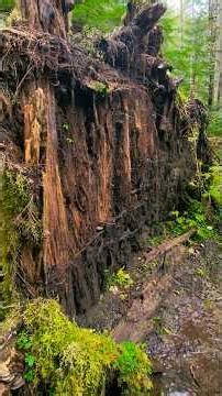 Unexpected Surprise Find!! So cool!! #mines #historyuncovered #abandonedmines