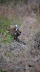 782K views · 10K reactions | With mating taking place every 10-15...