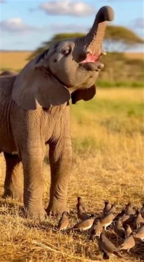 Elephant Baby Tries to Roar but Only Squeaks🤣 #shorts #funny