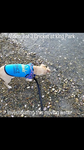 Video 3 of 3 Hopefully 3rd time posting's a charm, as we just discovered our 2nd attempt didn't post. Our phone got too full and we had to delete a bunch of things because it wouldn't let us post but we thought this 1 had gone thru. Anyway, finally, here it is. Sorry! Note, he investigated the water twice on his own & a 3rd time by request when the vid shut itself off. In his defense he did great checking it out, so when he decided he'd gotten as close as he wanted to, he wasn't pushed into anyt