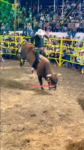 Tabarin Hernández monta su propio toro‼️ El Carambola de Rancho Los 4 Robles🫡 #consaborajaripeo