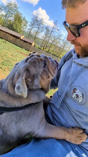 Meet Martha: Sweet British Bulldog Seeks Loving Home