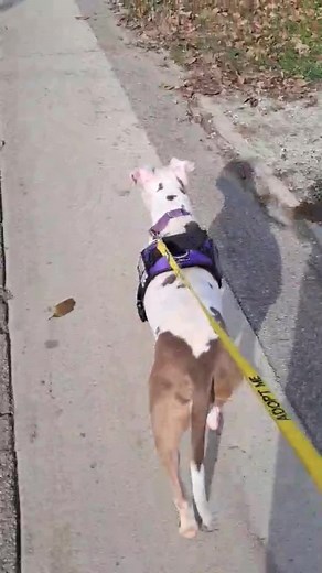 🩷Felicity🩷 My foster family says: 🩷Felicity is 3 years old 🩷American Pitbull Terrier mix She is a little shy at first but warms up quickly. Good with kids. House and crate trained. Walks well on a leash but can be reactive if she sees other dogs but we are working on the leave it command. Would prefer to be your one and only. Around 50# Excellent in the car!! If interested in adopting please apply below https://www.shelterluv.com/matchme/adopt/FLR-A-798 #dogsoftiktok 🩷Felicity🩷 My foster f