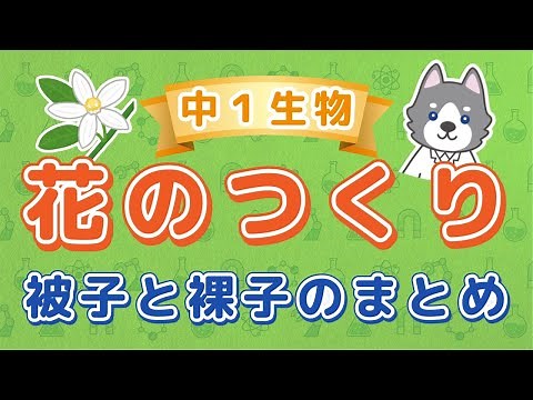 中1理科『花のつくり』＊被子植物と裸子植物