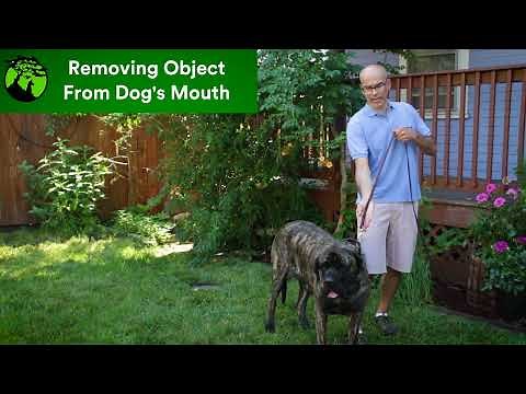 The best way to remove things from your dog mouth