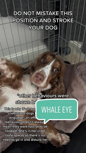 Understanding Dog Behavior: Whale Eyes and Body Language