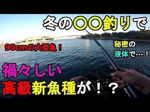 【神奈川県某所】冬の〇〇釣りで禍々しい高級新魚種が！？1月上旬、関東地方の東京湾側の釣り場で、とある魚を狙って数日間釣りをし続けてみたら、でか○○が連発して90cmの大型魚が…！【2023年1月上旬】