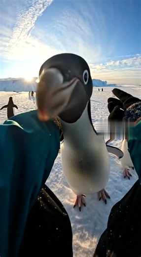 Up-Close With Curious Penguins #penguins #gopro #pov #wildlife #antarctica #nature #animals #shorts
