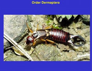 Order Dermaptera - SlideServe