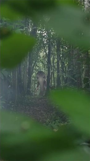 Half human or half snake 🐍😱 #youtubeshorts #shorts #zxproz